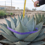 Agáva (Agave) ´HAVARDIANA´ - výška 30-40 cm, Ø 50-60 cm, kont. C50L (-20°C)
